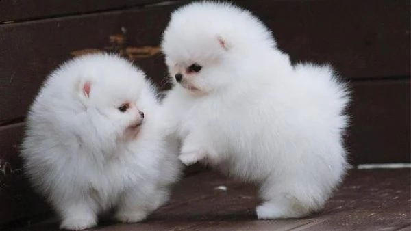 cuccioli di volpino di pomerania