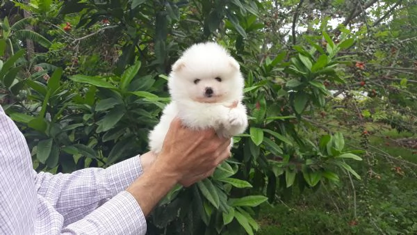 bianco pomeranian max garanzia