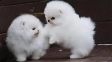  adorabili cuccioli di pomerania | Foto 0