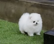  adorabili cuccioli di pomerania