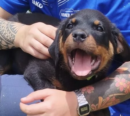 CUCCIOLI ROTTWEILER | Foto 5