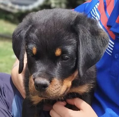 CUCCIOLI ROTTWEILER | Foto 2