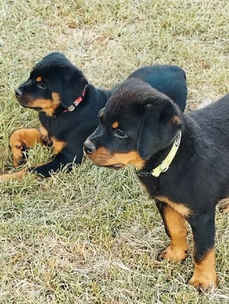 CUCCIOLI ROTTWEILER