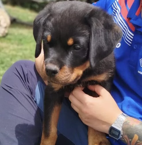 CUCCIOLI ROTTWEILER | Foto 1