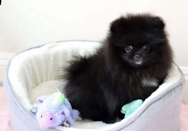 regalo cuccioli di volpino della pomerania toy