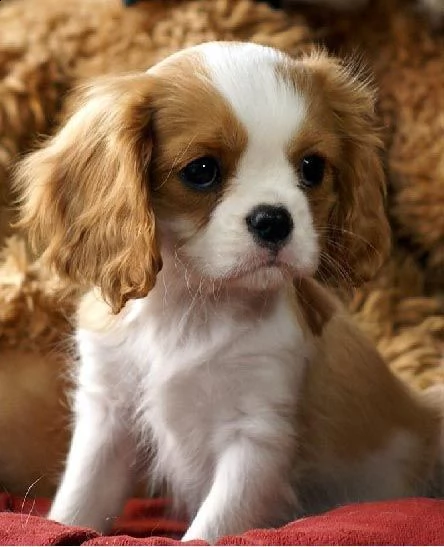 cuccioli di cavalier king bianco arancio tricolor