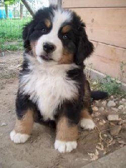 cuccioli di bovaro del bernese con pedigree