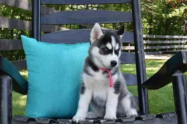 cuccioli di husky siberiano con occhi azzurri