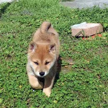 cuccioli shiba inu pedigree esenti malattie