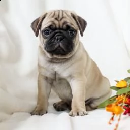 cuccioli di pug