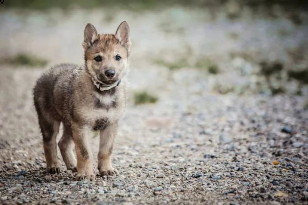 vendita cucciolo di lupo cecoslovacco maschio e femmina