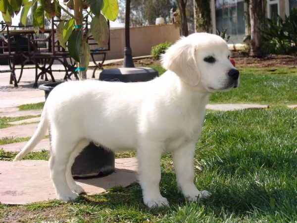  vendita cucciolo golden retriever