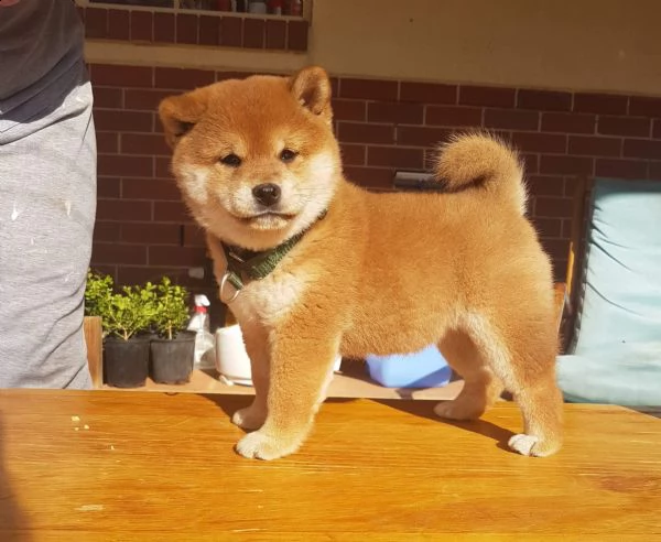 vendita cucciolo cuccioli di shiba inu con pedigree