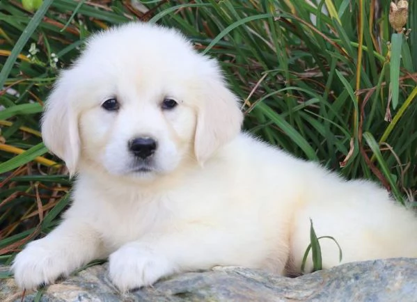 vendita cuccioli di golden retriever