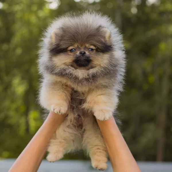 cucciolo volpino pomerania da privato♡♡♡