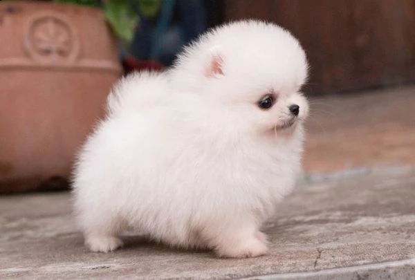 vendita cucciolo volpinio spiz pomerania 