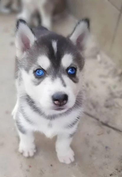 vendita siberian husky con pedigree