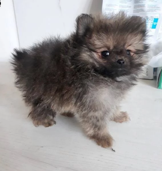 offerta di cucciolo pomeranian per motivi personali