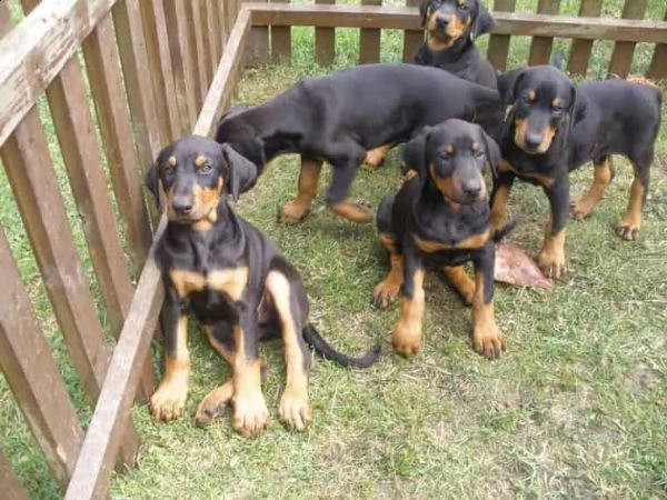 regalo adorabili cuccioli dobermann femminucce e maschietti