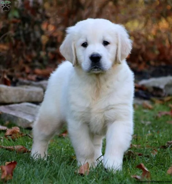 vendita golden retriever