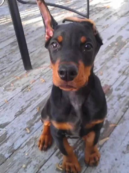  adorabili cuccioli dobermann femminucce e maschietti disponibili i cuccioli sono vaccinati svermina