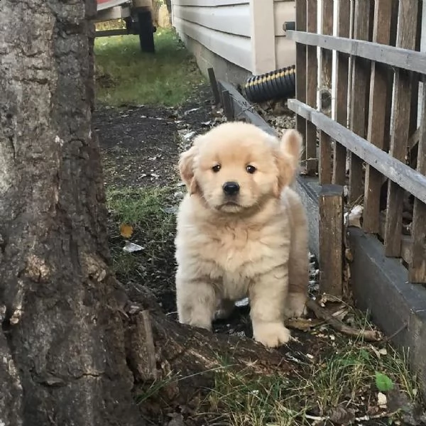 regalo golden retriever ;;;;;; | Foto 0