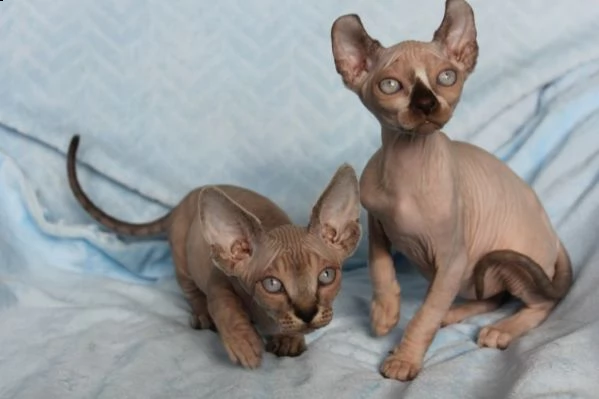 canadian sphynx | Foto 0