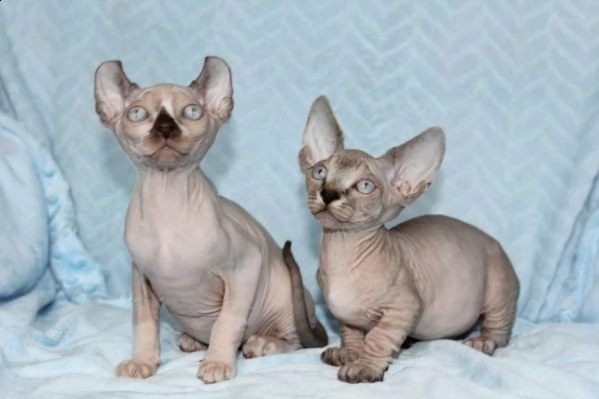 canadian sphynx