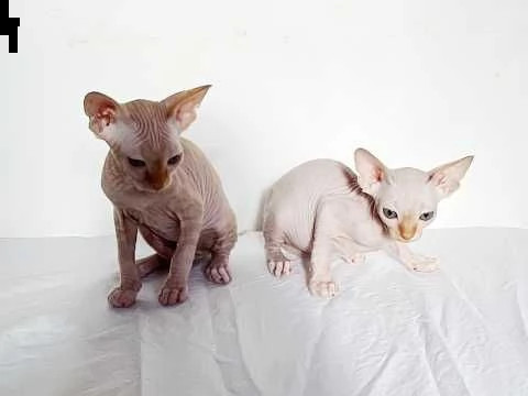 canadian sphynx maschi e femmine | Foto 1