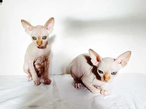 canadian sphynx maschi e femmine