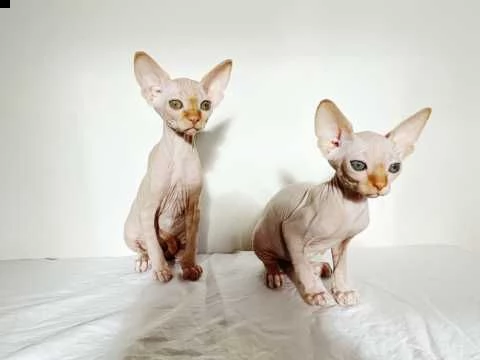 canadian sphynx maschi e femmine | Foto 0