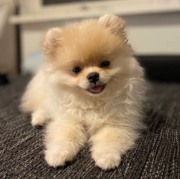 cucciolo pomeranian per adozione gratuita