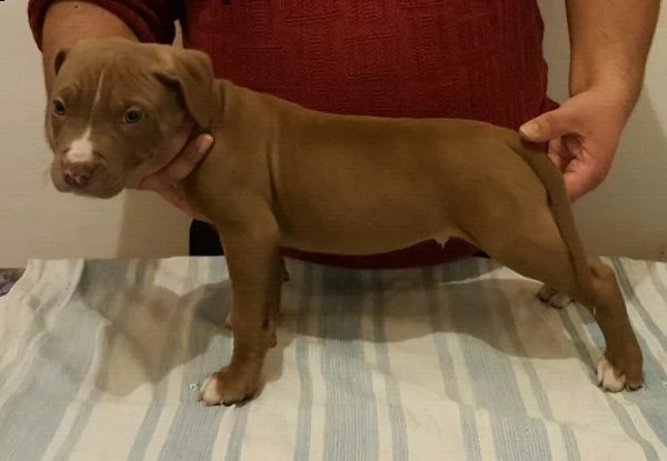 regalo cuccioli pitbull