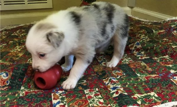 cuccioli di border collie.