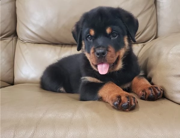 regalo rottweiler cuccioli