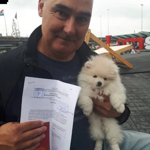 cuccioli di pomerania