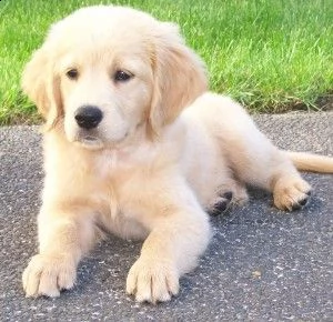 vendita golden retriever