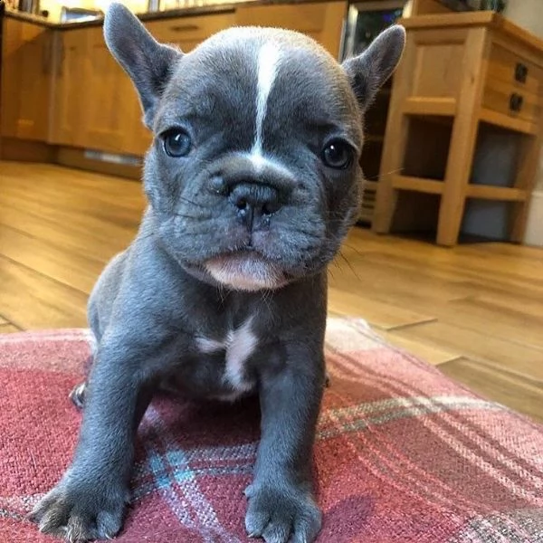 regalo  adorabili cuccioli di bulldog francese femminucce e maschietti disponibili per l'adozione 