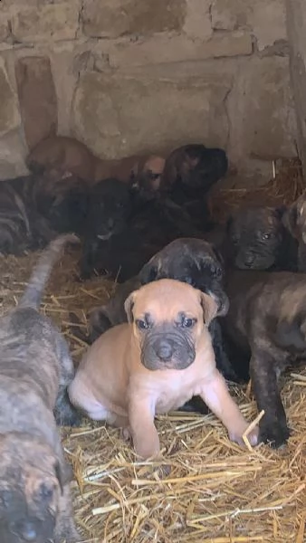 Bellissimi Cuccioli Di Cane Corso