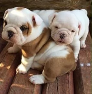 regalo cuccioli bulldog inglese per l'adozione