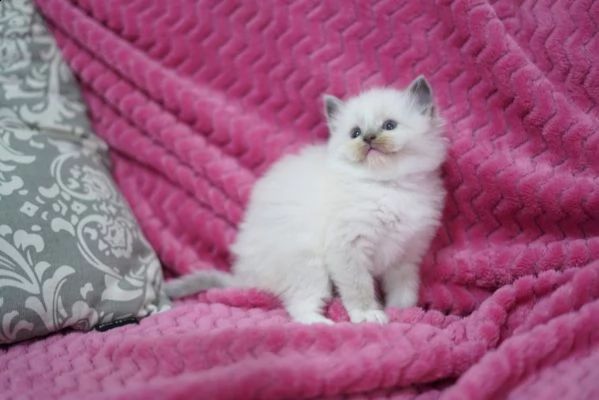 bellissimi gattini ragdoll blu mitted | Foto 1