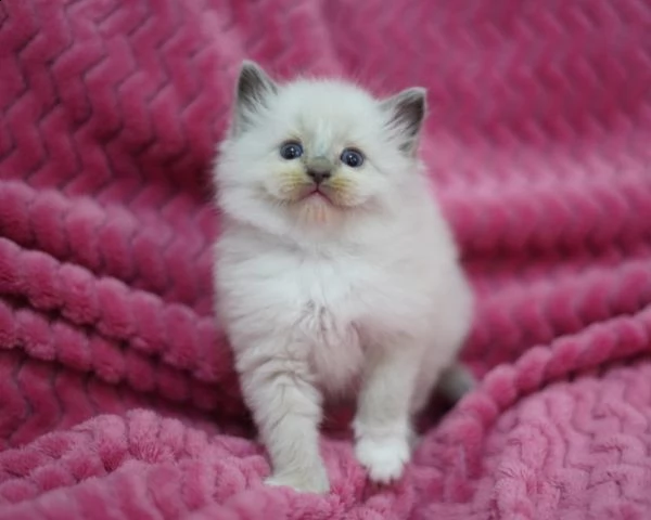 bellissimi gattini ragdoll blu mitted | Foto 0