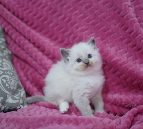 bellissimi gattini ragdoll blu mitted