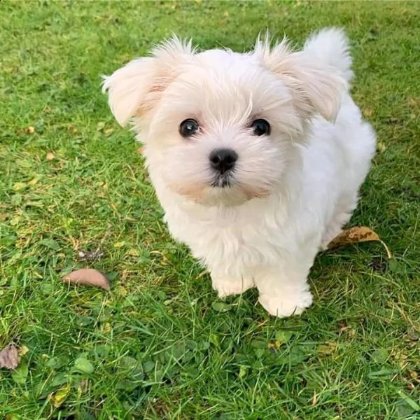 cucciolo maltese 