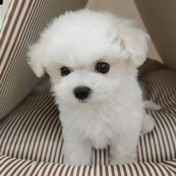 !!!!!!!!regalo bellissimi cuccioli di maltese mini t.o.y!!!!!!!!!!!   maltese toy privato dispone di