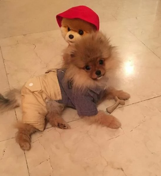 cuccioli pomeranian per regalo