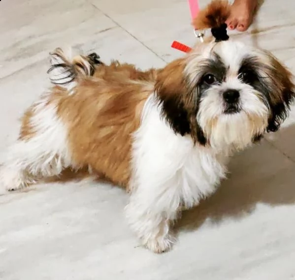 shih tzu baby per regalo.