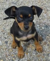 pinscher .cuccioli bianchi 