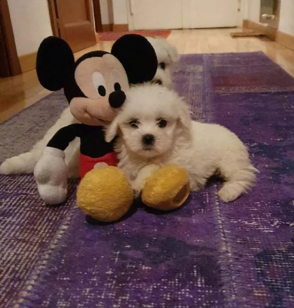 bellissimi cuccioli di maltese