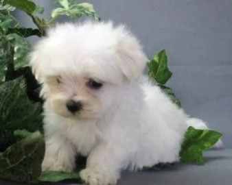 pura razza cuccioli di micro maltese per adozione